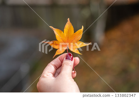 Hand holding orange maple leaf outdoors in autumn nature Hand holding orange maple leaf outdoors in autumn nature 133802347