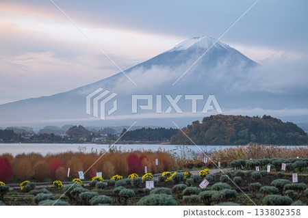 Lake Kawaguchi, Fujikawaguchiko, Minamitsuru District, Yamanashi, Japan, Fuji Mountain landscape with lake and flower garden in autumn morning 133802358