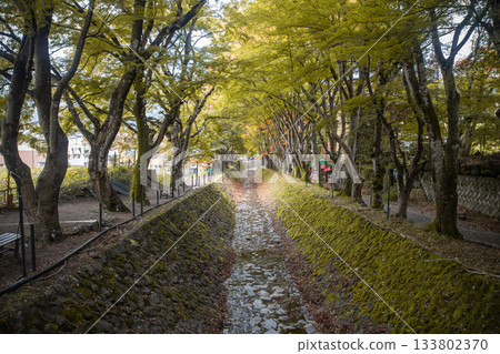 Lake Kawaguchi Maple Corridor, Kawaguchi, Fujikawaguchiko, Minamitsuru District, Yamanashi, Japan Tree-lined dry canal in park during autumn with moss-covered stone walls 133802370
