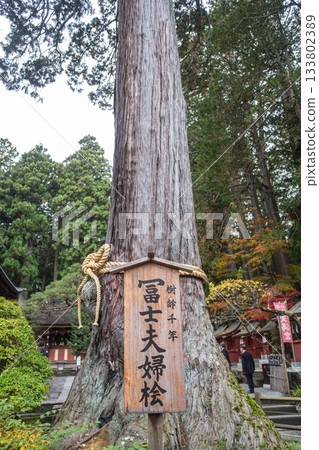 Kitaguchi Hongu Fuji Sengen, Kamiyoshida, Fujiyoshida, Yamanashi, Japan - Nov 18, 2024 : Ancient sacred tree with wooden plaque in Japanese temple garden Kitaguchi Hongu Fuji Sengen, Kamiyoshida, Fujiyoshida, Yamanashi, Japan - Nov 18, 2024 : Ancient sacred tree with wooden plaque in Japanese temple garden 133802389