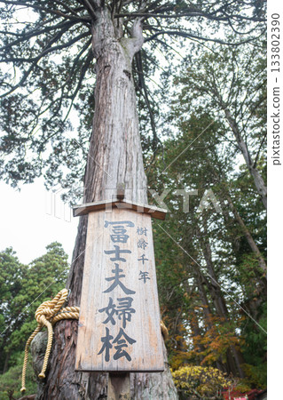 Kitaguchi Hongu Fuji Sengen, Kamiyoshida, Fujiyoshida, Yamanashi, Japan - Nov 18, 2024 : Ancient cedar tree with wooden sign in forest nature setting 133802390