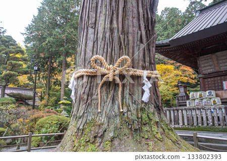 Kitaguchi Hongu Fuji Sengen, Kamiyoshida, Fujiyoshida, Yamanashi, Japan - Nov 18, 2024 : Sacred tree wrapped with rope in Japanese temple garden during autumn 133802393