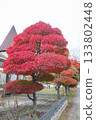 Japanese maple tree with vibrant red leaves in garden during autumn 133802448