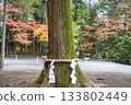 Kitaguchi Hongu Fuji Sengen, Kamiyoshida, Fujiyoshida, Yamanashi, Japan, Sacred tree with shimenawa rope in Japanese forest during autumn 133802449
