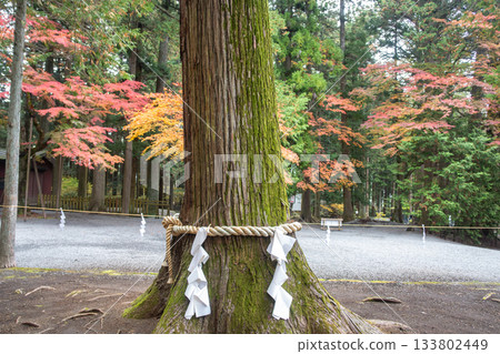 Kitaguchi Hongu Fuji Sengen, Kamiyoshida, Fujiyoshida, Yamanashi, Japan, Sacred tree with shimenawa rope in Japanese forest during autumn Kitaguchi Hongu Fuji Sengen, Kamiyoshida, Fujiyoshida, Yamanashi, Japan, Sacred tree with shimenawa rope in Japanese forest during autumn 133802449