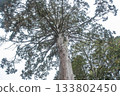 Kitaguchi Hongu Fuji Sengen, Kamiyoshida, Fujiyoshida, Yamanashi, Japan, Tall cedar tree viewed from below in natural forest environment 133802450