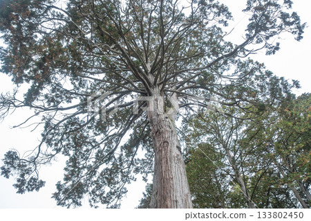 Kitaguchi Hongu Fuji Sengen, Kamiyoshida, Fujiyoshida, Yamanashi, Japan, Tall cedar tree viewed from below in natural forest environment Kitaguchi Hongu Fuji Sengen, Kamiyoshida, Fujiyoshida, Yamanashi, Japan, Tall cedar tree viewed from below in natural forest environment 133802450