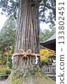 Kitaguchi Hongu Fuji Sengen, Kamiyoshida, Fujiyoshida, Yamanashi, Japan, Ancient sacred tree wrapped with rope in Japanese temple garden 133802451