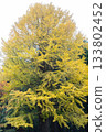 Large ginkgo tree with yellow leaves in autumn forest setting 133802452