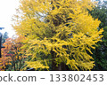 Large ginkgo tree with yellow leaves in autumn forest park 133802453