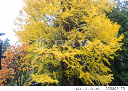 Large ginkgo tree with yellow leaves in autumn forest park 133802453