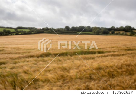 Agriculture field against sky Agriculture field against sky 133802637