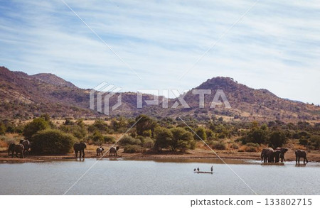 Elephants at lakeshore by mountain Elephants at lakeshore by mountain 133802715