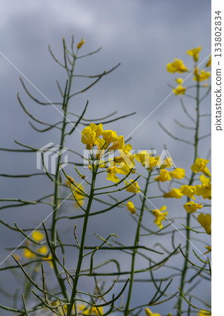 Bright yellow rapeseed flowers bloom against a cloudy sky in a fertile agricultural field during early spring Bright yellow rapeseed flowers bloom against a cloudy sky in a fertile agricultural field during early spring 133802834