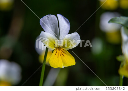 Sweet violet blossoms in a tranquil woodland setting showcasing delicate yellow flowers and heart-shaped leaves during springtime 133802842
