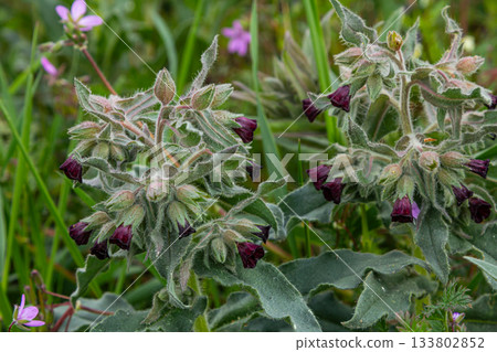 Brown gromwell blooms among green foliage showcasing unique dark flowers and fuzzy leaves in a natural habitat during springtime 133802852