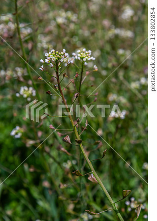 Shepherd's-purse growth showcasing small white flowers and heart-shaped seed pods in a lush green environment during late spring 133802854