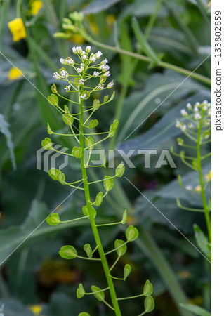 Field pennycress displays delicate white flowers and flat pods amidst lush green vegetation in a vibrant agricultural setting during springtime Field pennycress displays delicate white flowers and flat pods amidst lush green vegetation in a vibrant agricultural setting during springtime 133802859