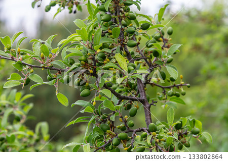 Prunus spinosa shrub bearing small green fruits amidst lush foliage in spring Prunus spinosa shrub bearing small green fruits amidst lush foliage in spring 133802864