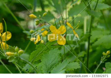 Exploring the vibrant flowers and foliage of Chelidonium majus in a lush green setting during the sunny spring months Exploring the vibrant flowers and foliage of Chelidonium majus in a lush green setting during the sunny spring months 133802871