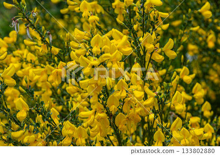 Bright yellow flowers of Cytisus scoparius flourish in a sunny garden attracting pollinators and enhancing the landscape with vibrant color Bright yellow flowers of Cytisus scoparius flourish in a sunny garden attracting pollinators and enhancing the landscape with vibrant color 133802880