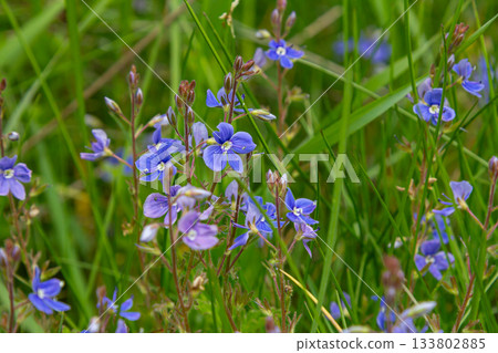 Bright blue flowers of Veronica chamaedrys blooming in a grassy meadow during springtime 133802885