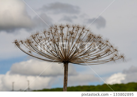 Hogweed showcasing large inflorescences against a cloudy sky in a rural landscape during late spring Hogweed showcasing large inflorescences against a cloudy sky in a rural landscape during late spring 133802895