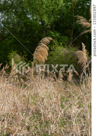 Common reed sways gently in the wind amidst a natural habitat during a sunny day in late spring Common reed sways gently in the wind amidst a natural habitat during a sunny day in late spring 133802897