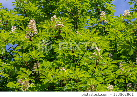 Blooms of Aesculus hippocastanum highlight the vibrant green foliage of a Horse Chestnut tree in spring under a clear blue sky Blooms of Aesculus hippocastanum highlight the vibrant green foliage of a Horse Chestnut tree in spring under a clear blue sky 133802901