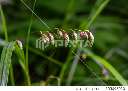 Nodding melick showcases its distinct pink and green spikelets amid lush forest greenery in a serene woodland setting 133802910