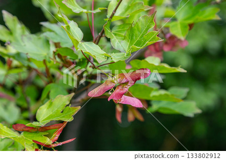 Field maple tree showcasing lush green lobed leaves and distinctive paired samaras in a natural setting during late spring Field maple tree showcasing lush green lobed leaves and distinctive paired samaras in a natural setting during late spring 133802912
