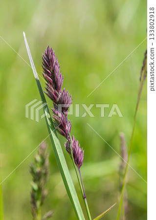 Beautiful strand of Dactylis glomerata showcasing purple spikelet clusters against a blurred green grass background in a sunny meadow Beautiful strand of Dactylis glomerata showcasing purple spikelet clusters against a blurred green grass background in a sunny meadow 133802918