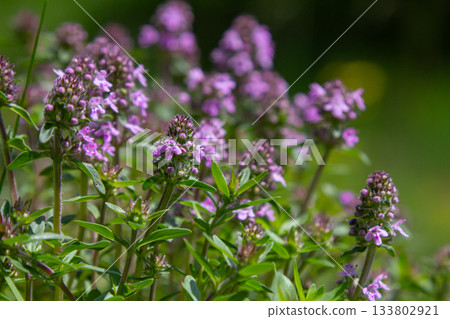 Fragrant wild thyme blooms with small purple flowers and lush green leaves thriving in a sunny natural landscape during springtime 133802921