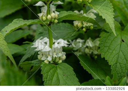 White dead-nettle blooms surrounded by vibrant green foliage in a garden during springtime 133802926