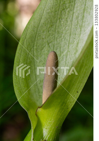 Cuckoo pint flower emerging from the green leaves of Arum maculatum in a lush woodland environment during spring season 133802928