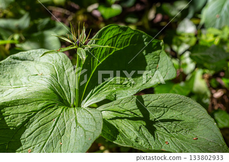 Exploring the unique features of Paris quadrifolia a forest plant with four leaves and distinctive black berries in its natural habitat Exploring the unique features of Paris quadrifolia a forest plant with four leaves and distinctive black berries in its natural habitat 133802933