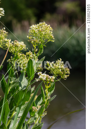 Hoary cress blooms with dense white flower clusters near a quiet waterway in late spring showcasing its vibrant green foliage and delicate blossoms 133802935