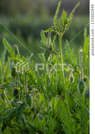 Bright red common poppy plants thrive in a lush green field showcasing slender stems and delicate buds just before blooming in springtime Bright red common poppy plants thrive in a lush green field showcasing slender stems and delicate buds just before blooming in springtime 133802949