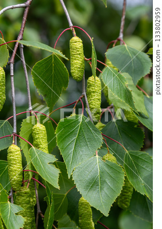 Lush green leaves and catkins of Betula pendula thrive on branches in a serene woodland showcasing nature's beauty in early spring Lush green leaves and catkins of Betula pendula thrive on branches in a serene woodland showcasing nature's beauty in early spring 133802959