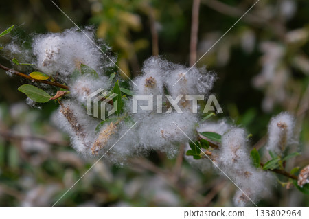 Fluffy catkins of Salix alba brighten springtime environments near water bodies Fluffy catkins of Salix alba brighten springtime environments near water bodies 133802964