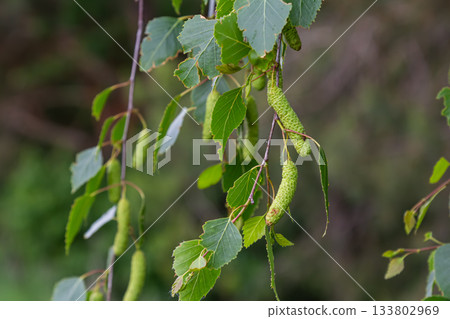 Growing male catkins of Betula pendula hanging from drooping branches in a lush green setting during late spring 133802969