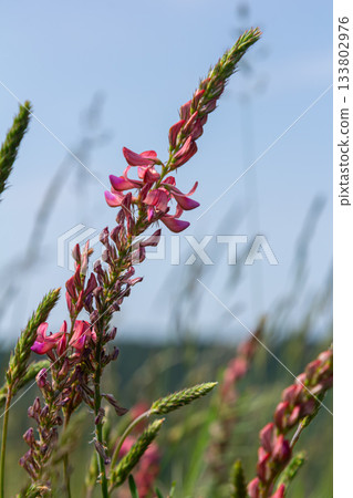 Common sainfoin blooming in sunlight with pink flowers and green foliage in a natural setting on a warm summer day 133802976