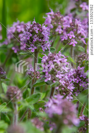 Wild thyme displays vibrant pink-purple flowers in a lush green environment during springtime bloom attracting pollinators Wild thyme displays vibrant pink-purple flowers in a lush green environment during springtime bloom attracting pollinators 133802982
