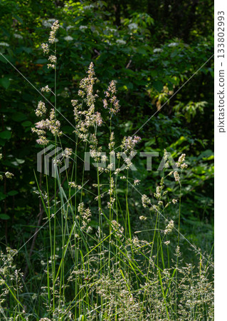 Dense clusters of Dactylis glomerata thriving in a lush green setting during mid-summer Dense clusters of Dactylis glomerata thriving in a lush green setting during mid-summer 133802993