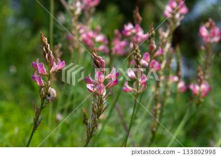 Beautiful common sainfoin flowers blooming in a lush green field under bright sunlight in spring Beautiful common sainfoin flowers blooming in a lush green field under bright sunlight in spring 133802998