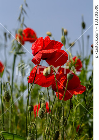 Bright red common poppies sway gently in the breeze under a clear blue sky showcasing their vibrant colors in a lush green field during spring Bright red common poppies sway gently in the breeze under a clear blue sky showcasing their vibrant colors in a lush green field during spring 133803000