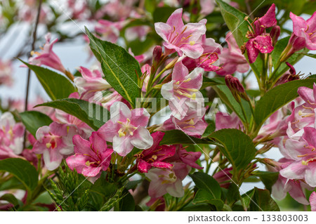Beautiful Weigela florida shrub showcasing pink bell-shaped flowers blooming in a garden during springtime 133803003