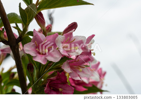 Beautiful pink bell-shaped flowers of Weigela florida bloom in a garden showcasing vibrant foliage and delicate petals in spring Beautiful pink bell-shaped flowers of Weigela florida bloom in a garden showcasing vibrant foliage and delicate petals in spring 133803005