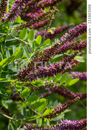 Decorative False Indigo Bush displaying vibrant purple flowers in bloom against lush green foliage during the summer season in a sunny garden setting 133803006
