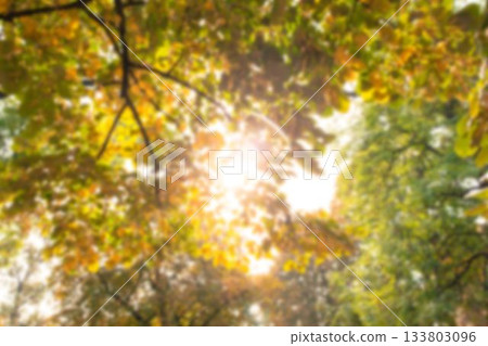 Low angle view of back lit trees 133803096